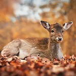 Regiohotel Schanzenhaus - #wellnessbereich #naturauszeitharz #ruhigamwald #freeparking 3* Wernigerode