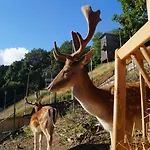 Regiohotel Schanzenhaus - #wellnessbereich #naturauszeitharz #ruhigamwald #freeparking Wernigerode