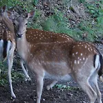 Regiohotel Schanzenhaus - #wellnessbereich #naturauszeitharz #ruhigamwald #freeparking Hotel 3*