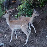 Regiohotel Schanzenhaus - #wellnessbereich #naturauszeitharz #ruhigamwald #freeparking 3*