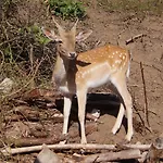 Hotel Regiohotel Schanzenhaus - #wellnessbereich #naturauszeitharz #ruhigamwald #freeparking