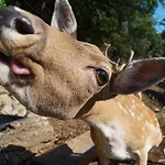 Regiohotel Schanzenhaus - #wellnessbereich #naturauszeitharz #ruhigamwald #freeparking