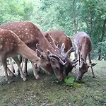 Regiohotel Schanzenhaus - #wellnessbereich #naturauszeitharz #ruhigamwald #freeparking Wernigerode