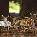 Regiohotel Schanzenhaus - #wellnessbereich #naturauszeitharz #ruhigamwald #freeparking Wernigerode