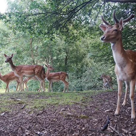 Hotel Regiohotel Schanzenhaus