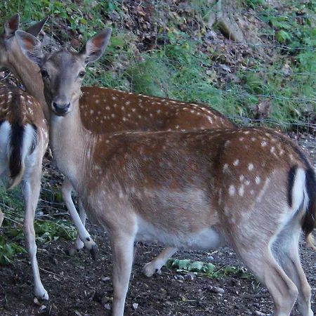 Regiohotel Schanzenhaus Hotel 3*
