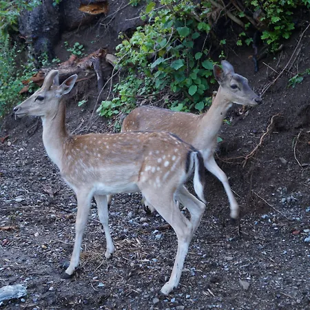 Regiohotel Schanzenhaus 3*