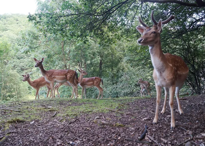 מלון Regiohotel Schanzenhaus - #wellnessbereich #naturauszeitharz #ruhigamwald #freeparking