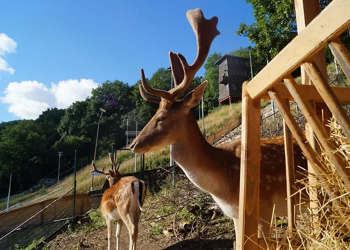 Regiohotel Schanzenhaus - #wellnessbereich #naturauszeitharz #ruhigamwald #freeparking ורניגרוד