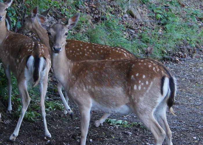 Regiohotel Schanzenhaus - #wellnessbereich #naturauszeitharz #ruhigamwald #freeparking מלון 3*