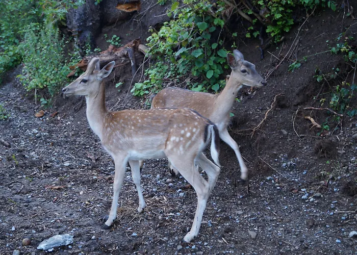 Regiohotel Schanzenhaus - #wellnessbereich #naturauszeitharz #ruhigamwald #freeparking 3*