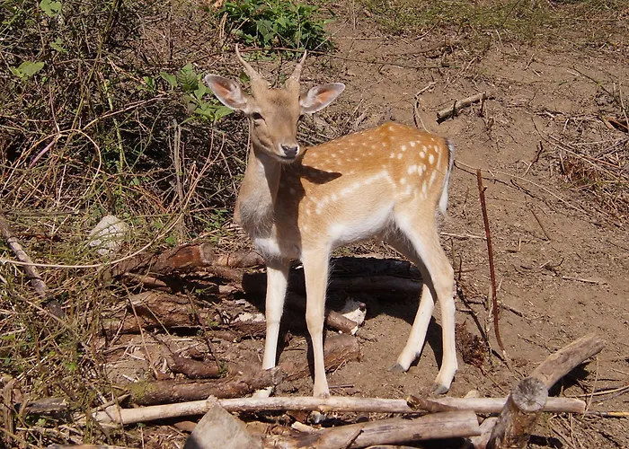 Hotell Regiohotel Schanzenhaus - #wellnessbereich #naturauszeitharz #ruhigamwald #freeparking