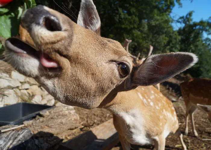 Regiohotel Schanzenhaus - #wellnessbereich #naturauszeitharz #ruhigamwald #freeparking