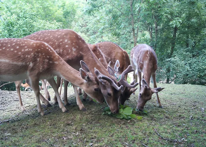 Regiohotel Schanzenhaus - #wellnessbereich #naturauszeitharz #ruhigamwald #freeparking ורניגרוד