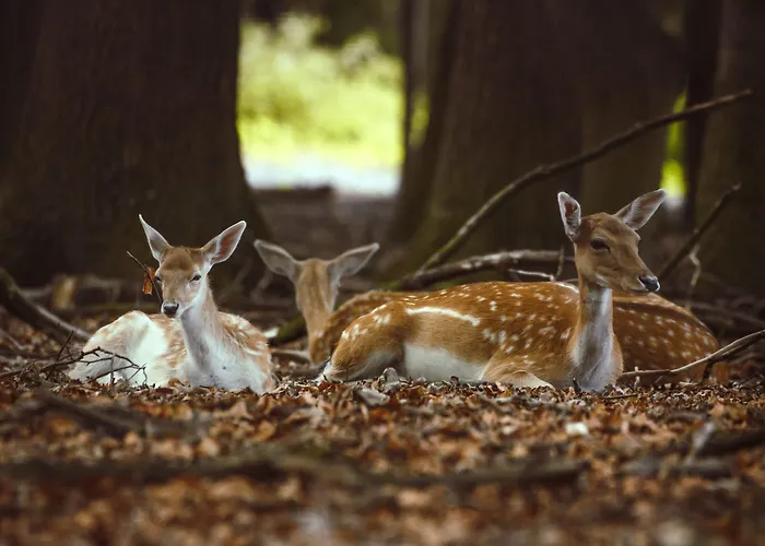 Regiohotel Schanzenhaus - #wellnessbereich #naturauszeitharz #ruhigamwald #freeparking Wernigerode
